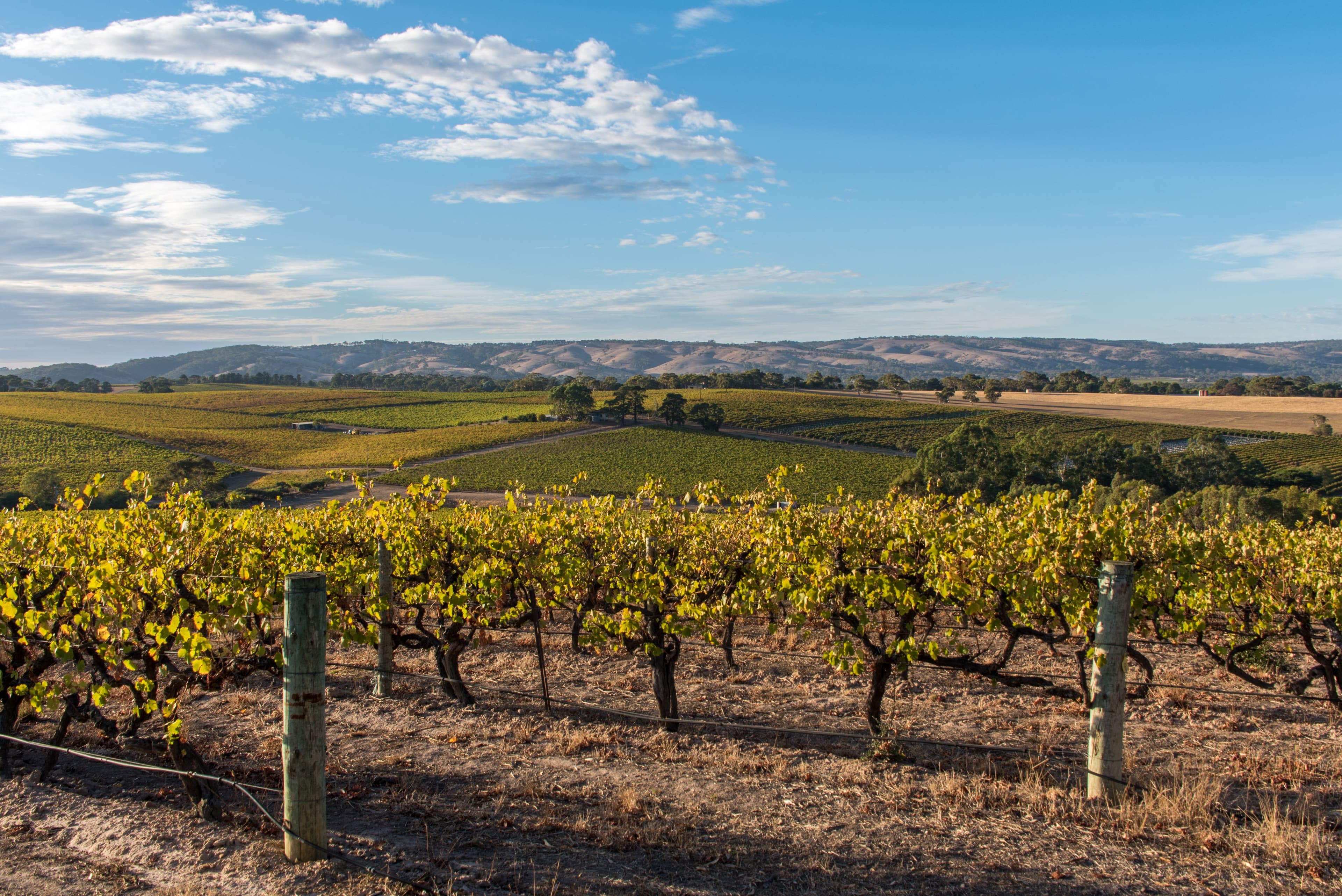 Rows of grape vines in McLaren Vale, South Australia