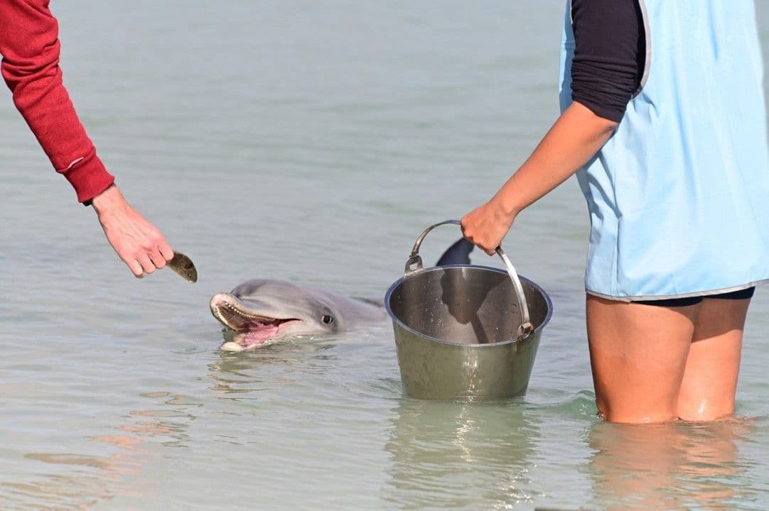 Sanctuary volunteers hand feed playful wild dolphins in the shallows at Monkey Mia.