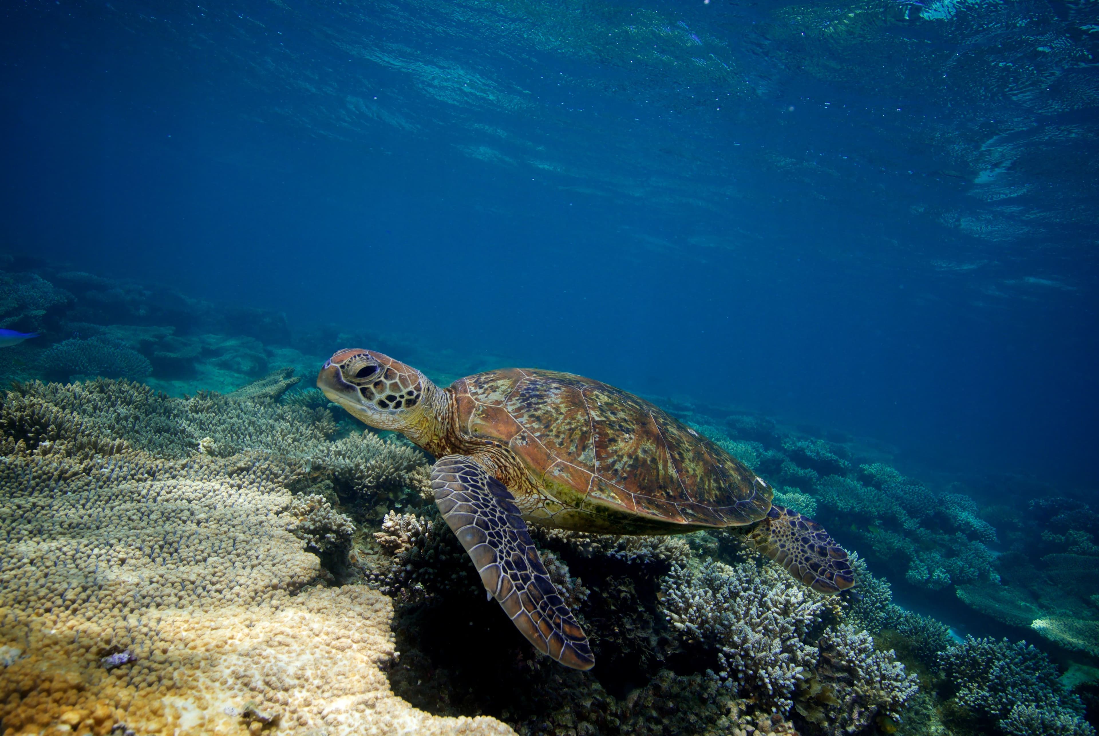 A sea turtle swims gracefully over vibrant coral formations in the clear blue waters of Ningaloo Reef
