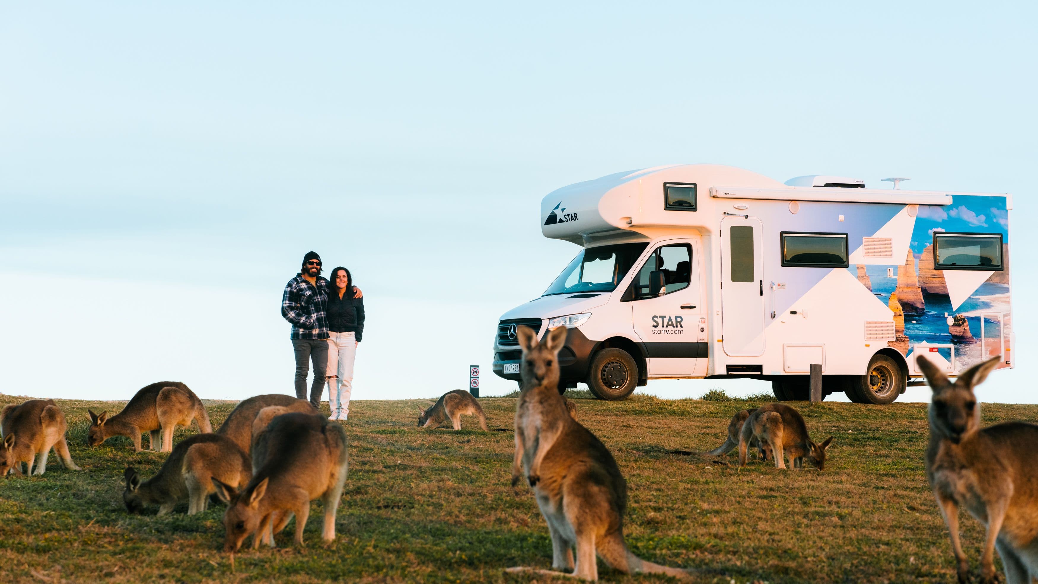 Wallabies in front of a motorhome