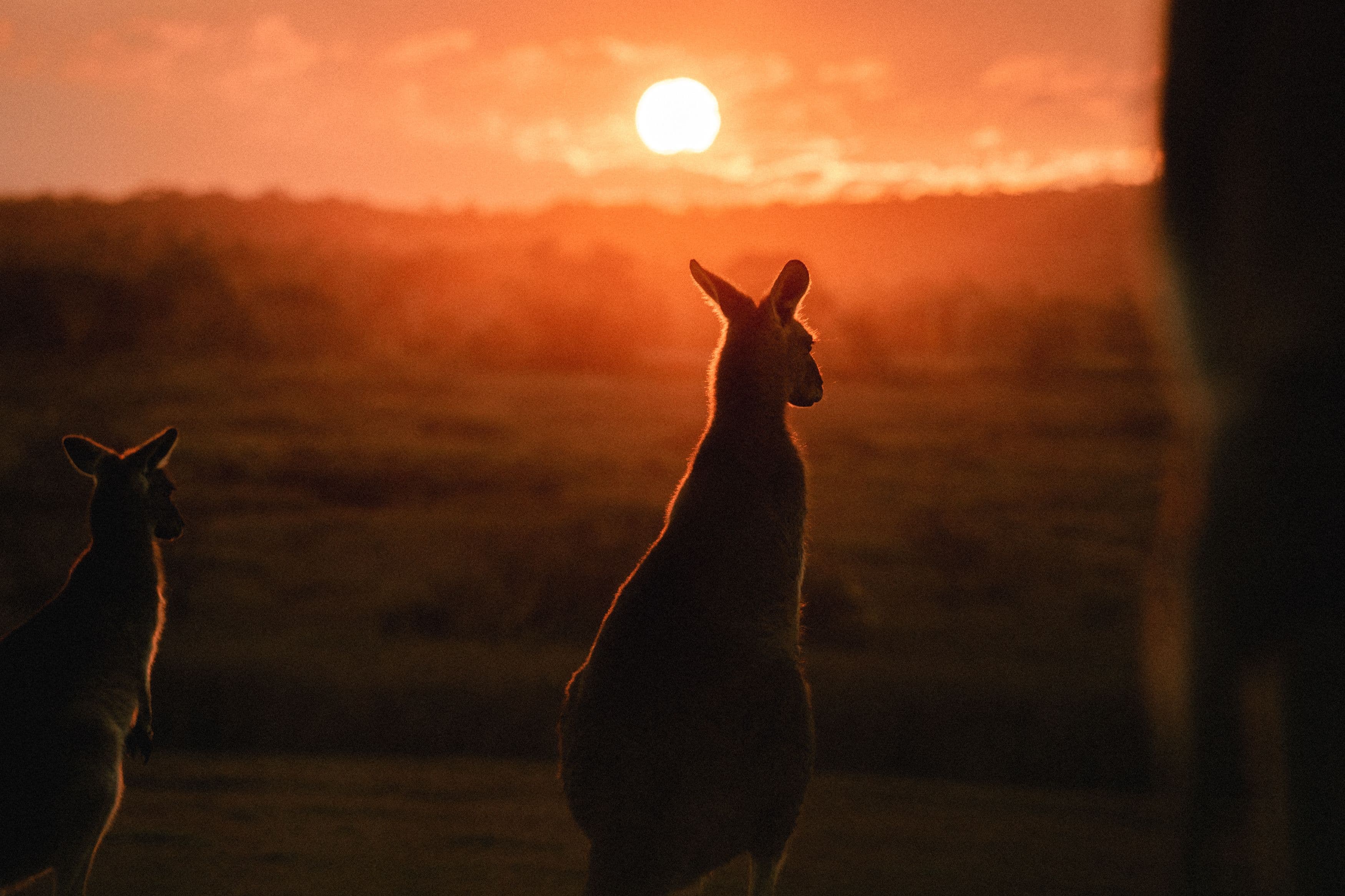 Kangaroo silhouette at sunset
