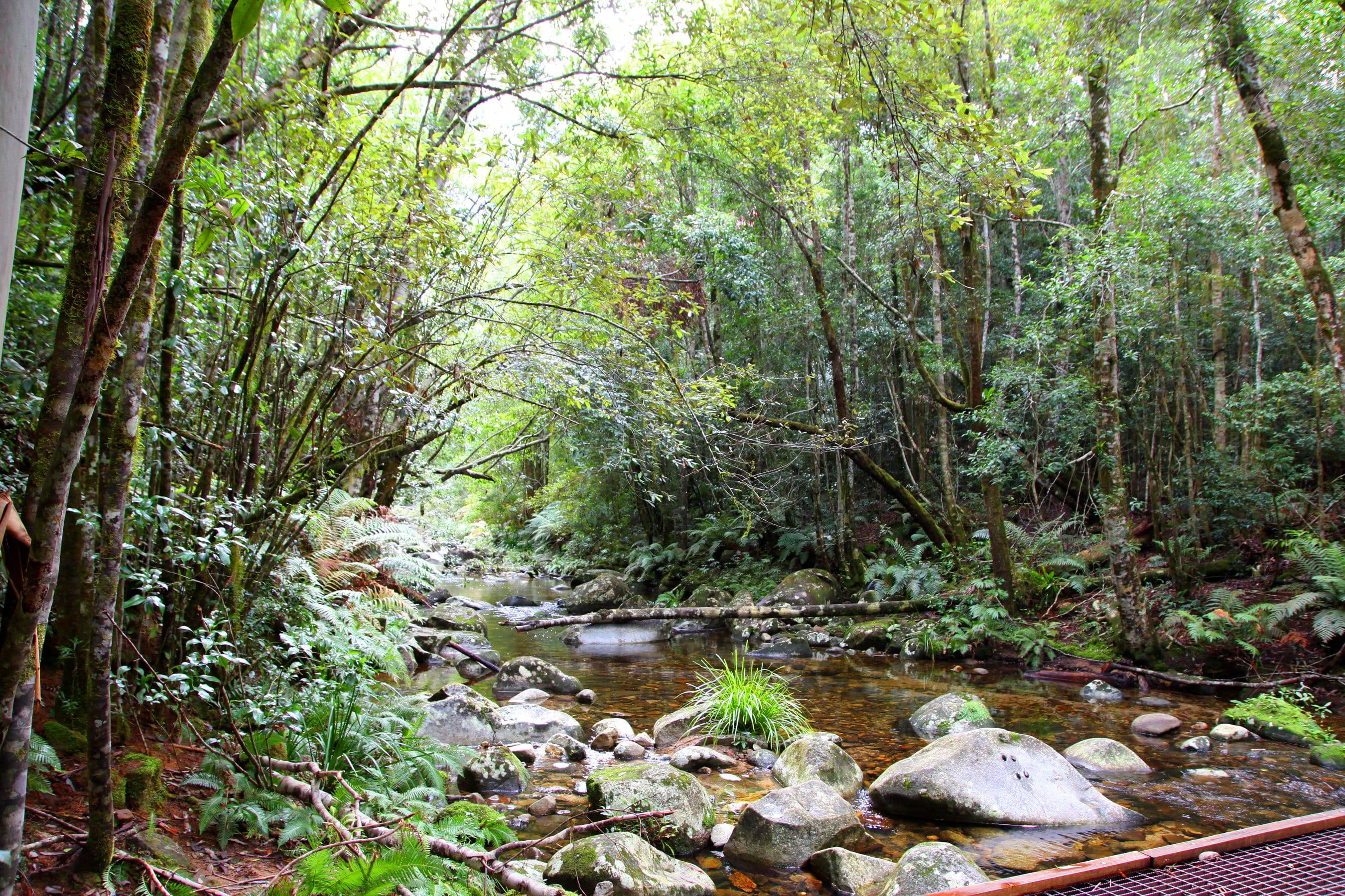 Washpool National Park.jpeg