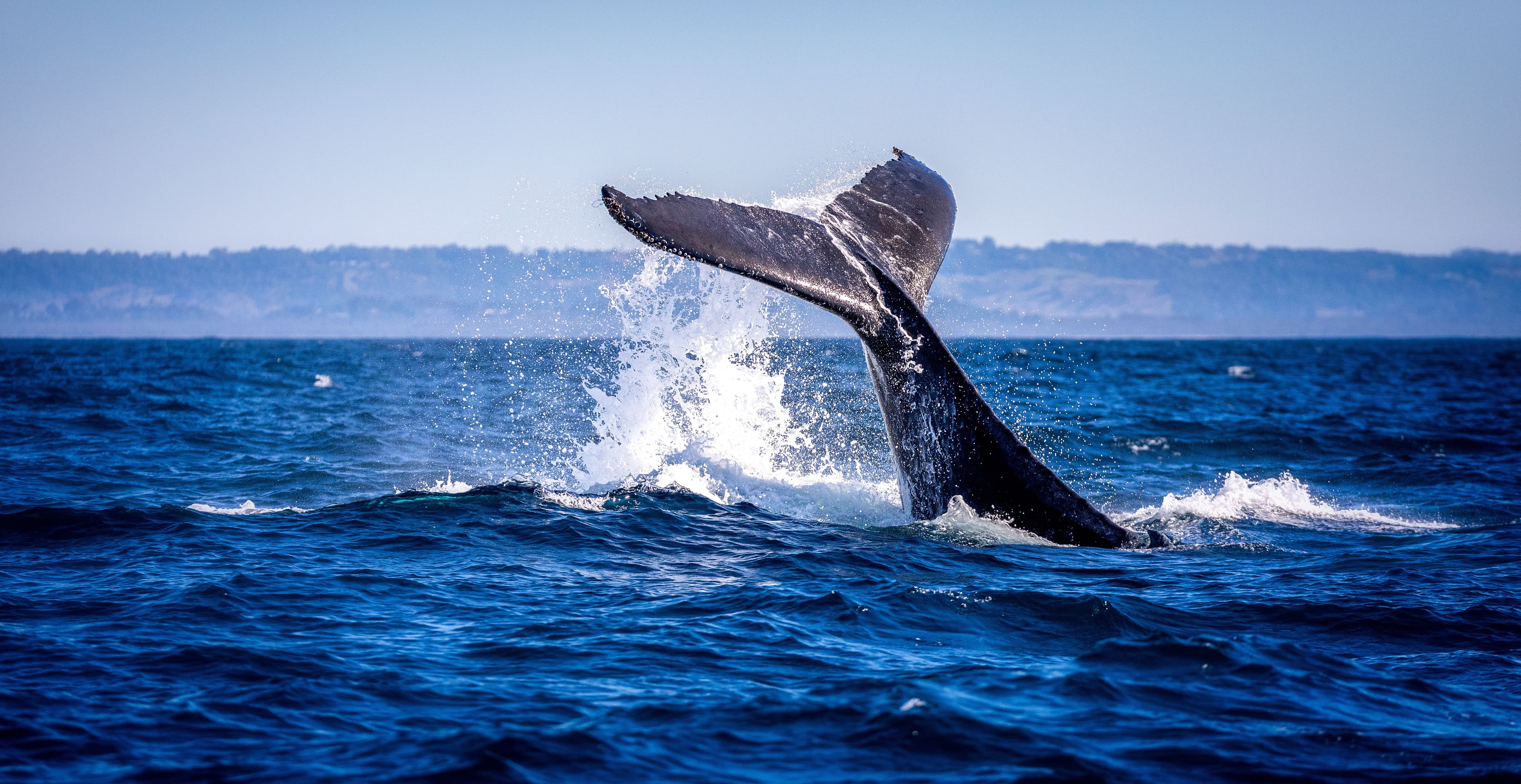 Whale Tail Byron Bay.jpeg