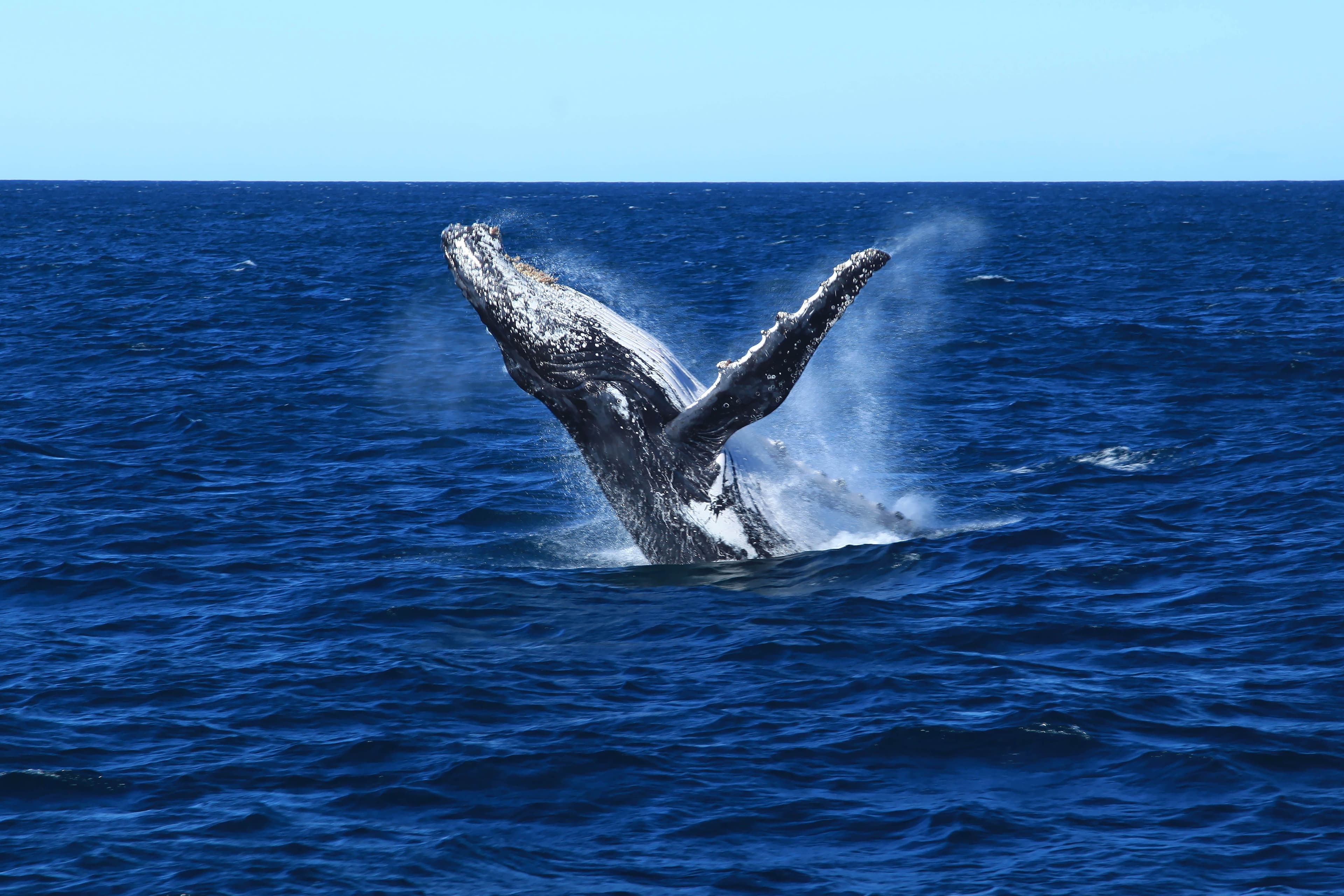 Whale Watching Moreton Bay.jpeg