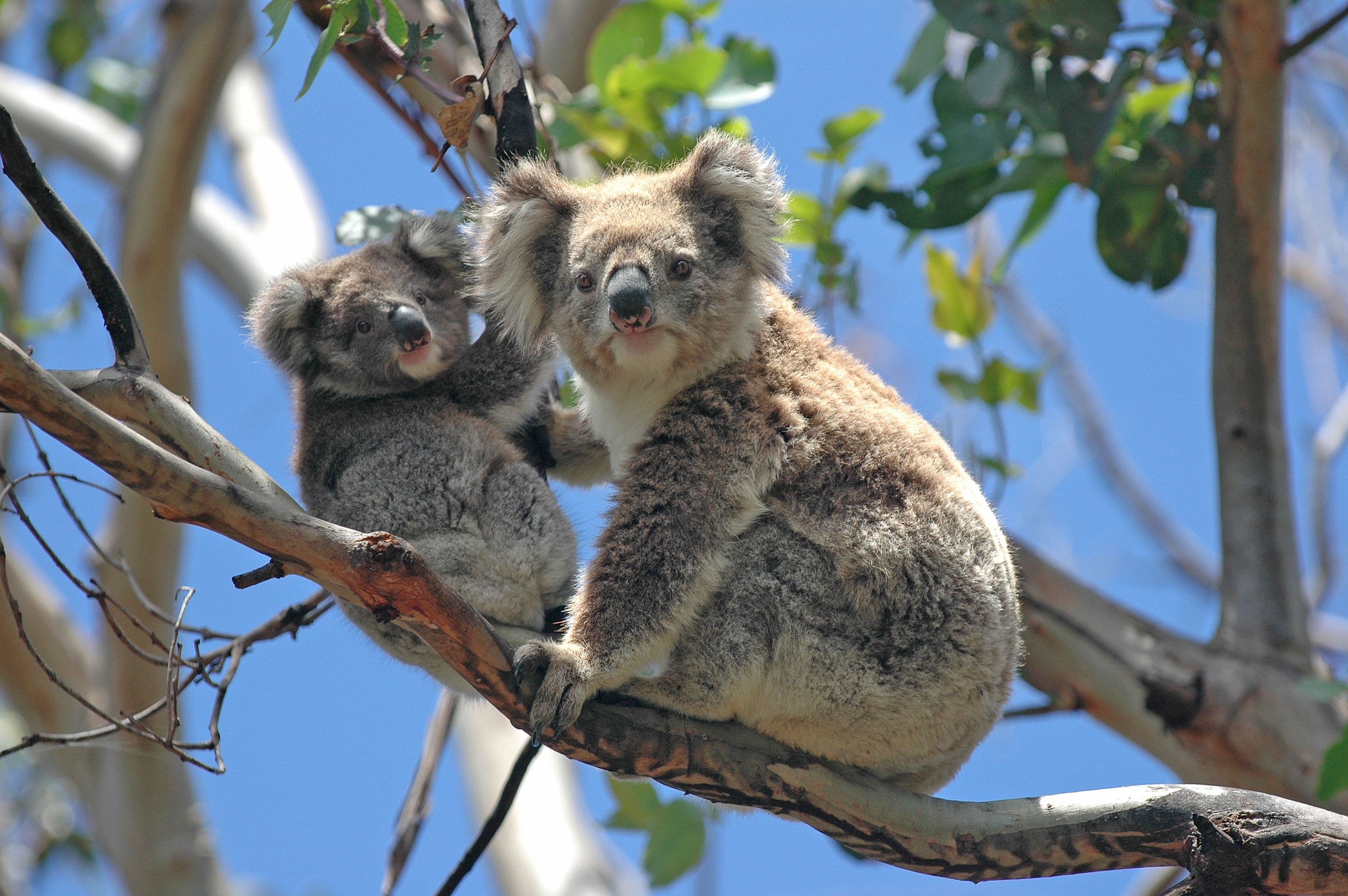 Koalas sitting in a tree