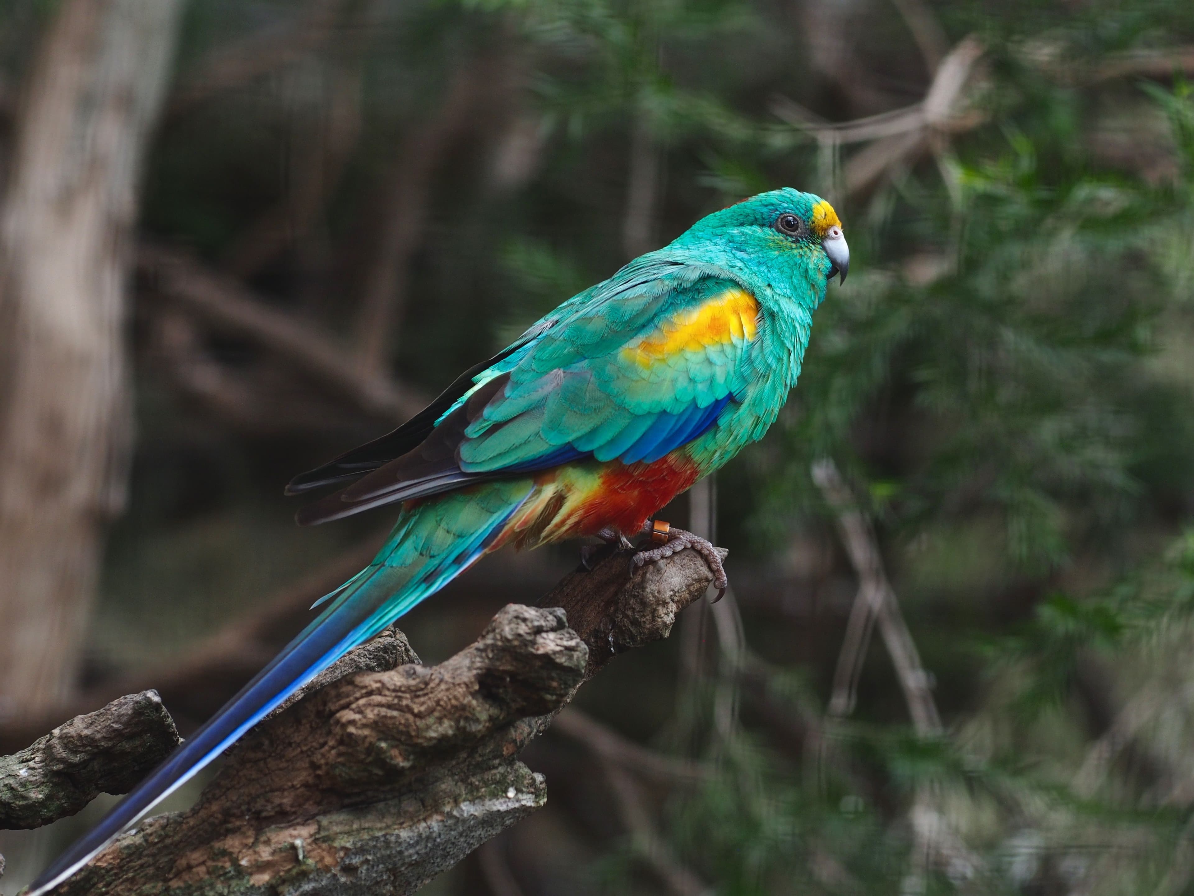 Colourful parrot sitting on a branch