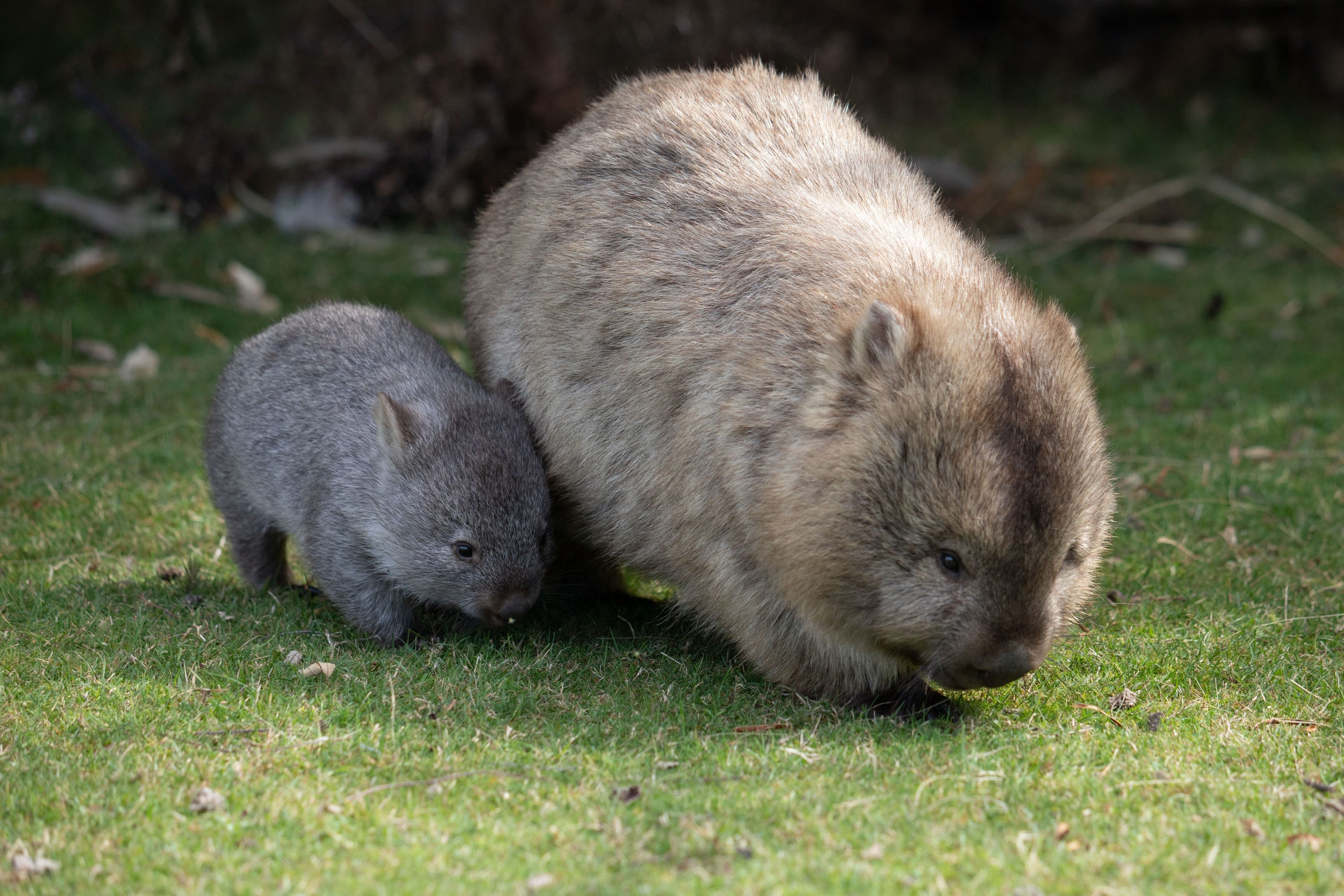 Baby wombat and mum wombat
