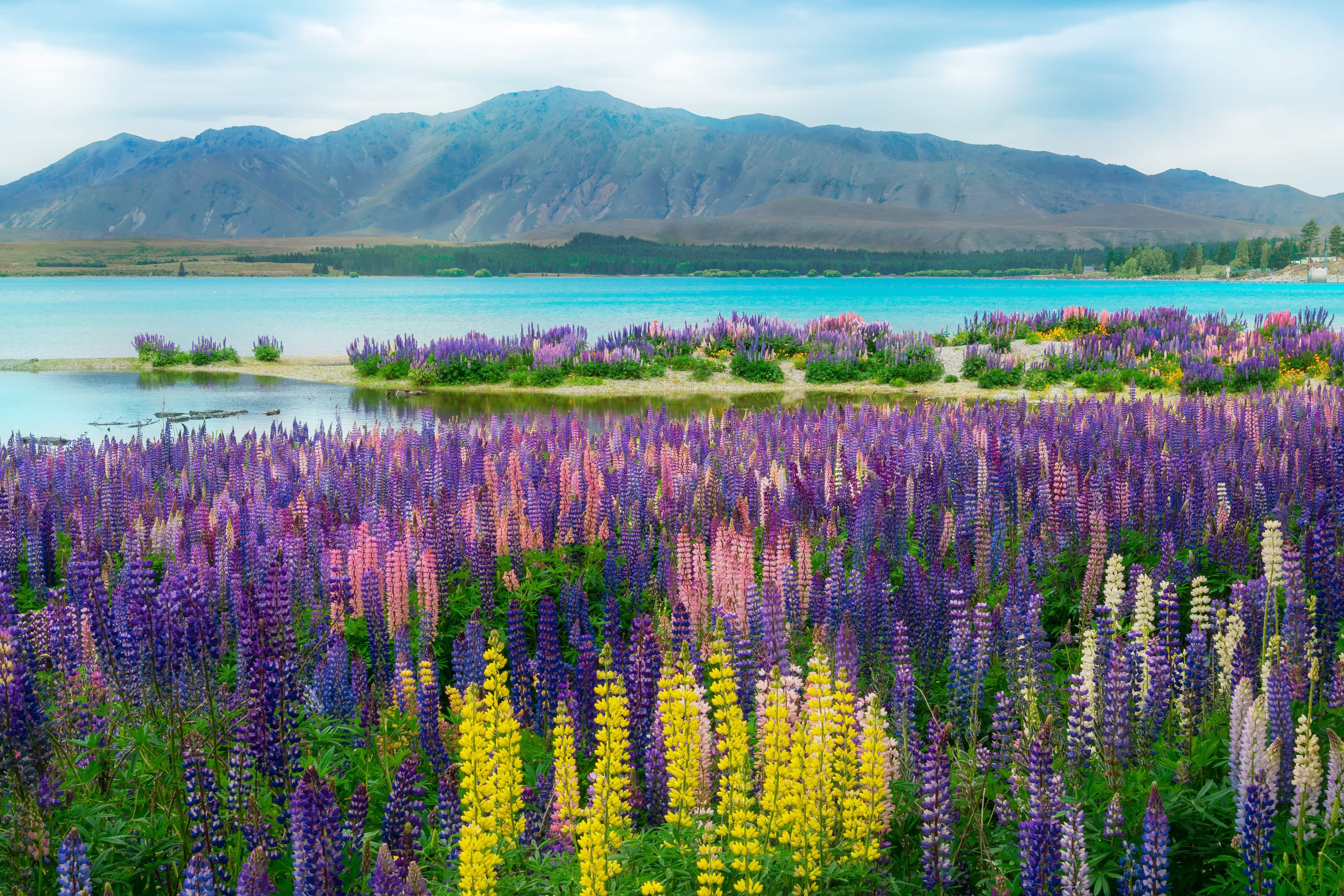 Lupines blooming at lake tekapo NZ south island